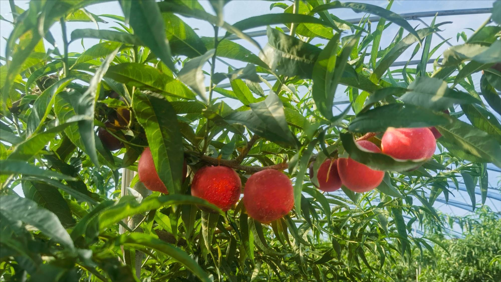 聚焦北大荒友谊农场甜蜜产业促增收
